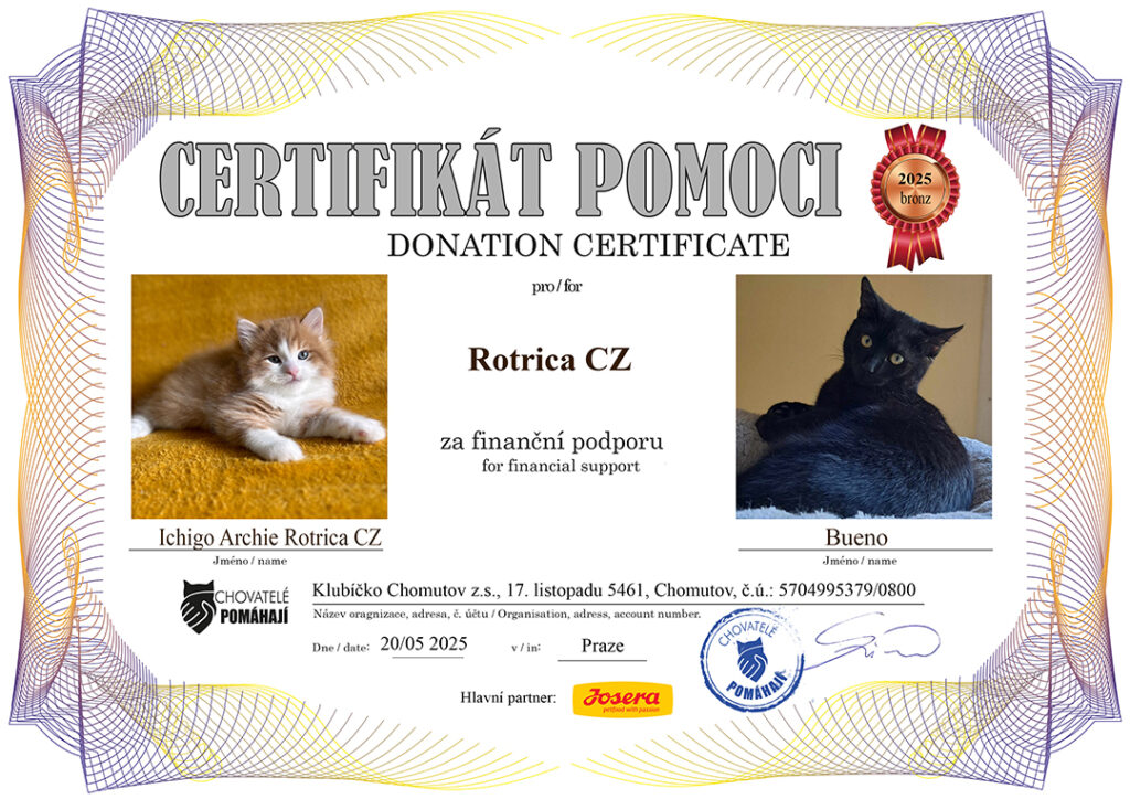 Ichigo Archie – Bueno