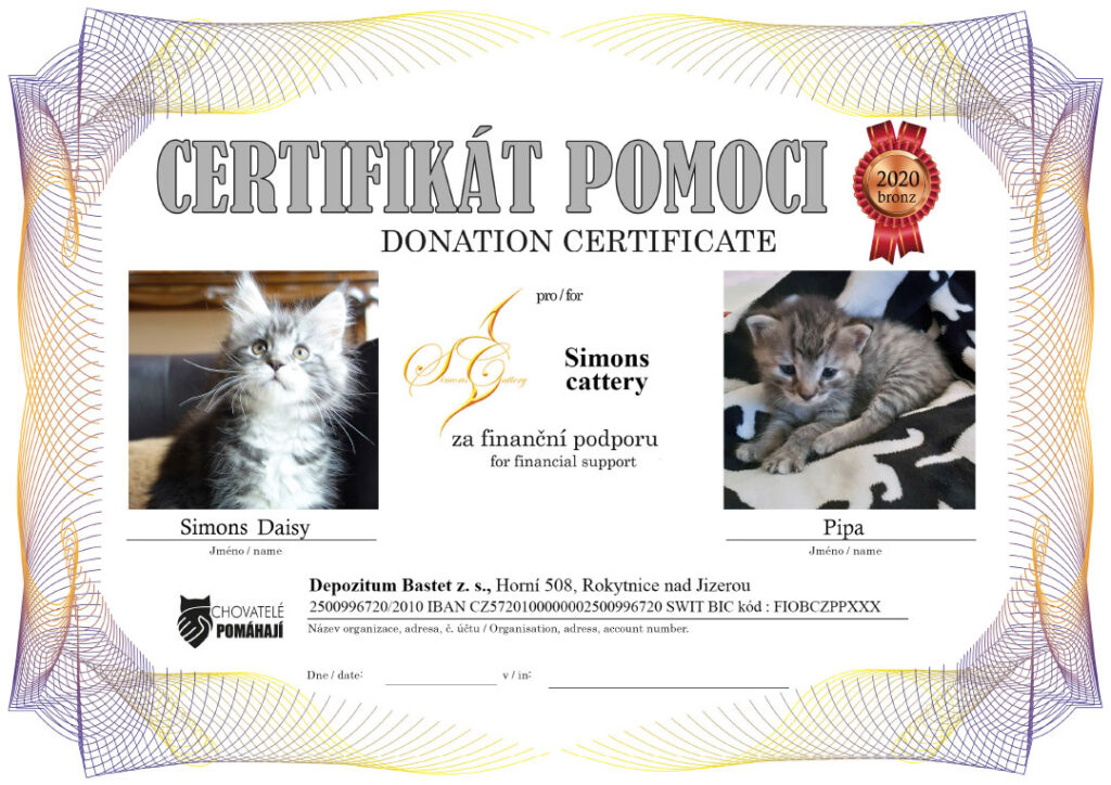 Simons Daisy – Pipa