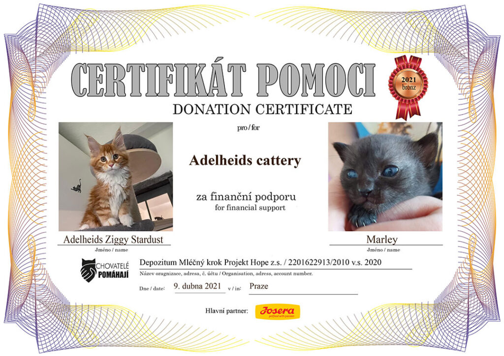 Ziggy Stardust – Marley