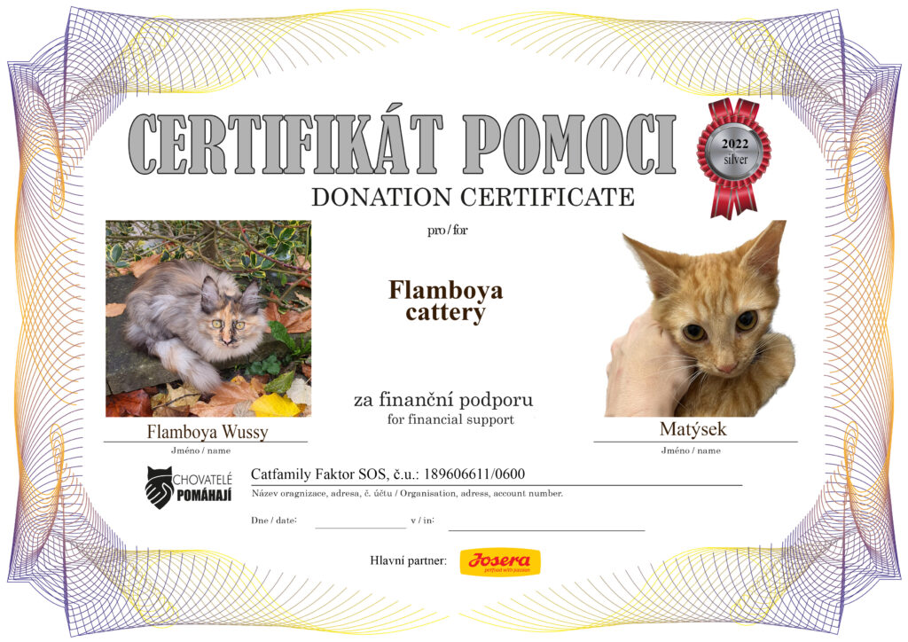 Flamboya Wussy – Matýsek