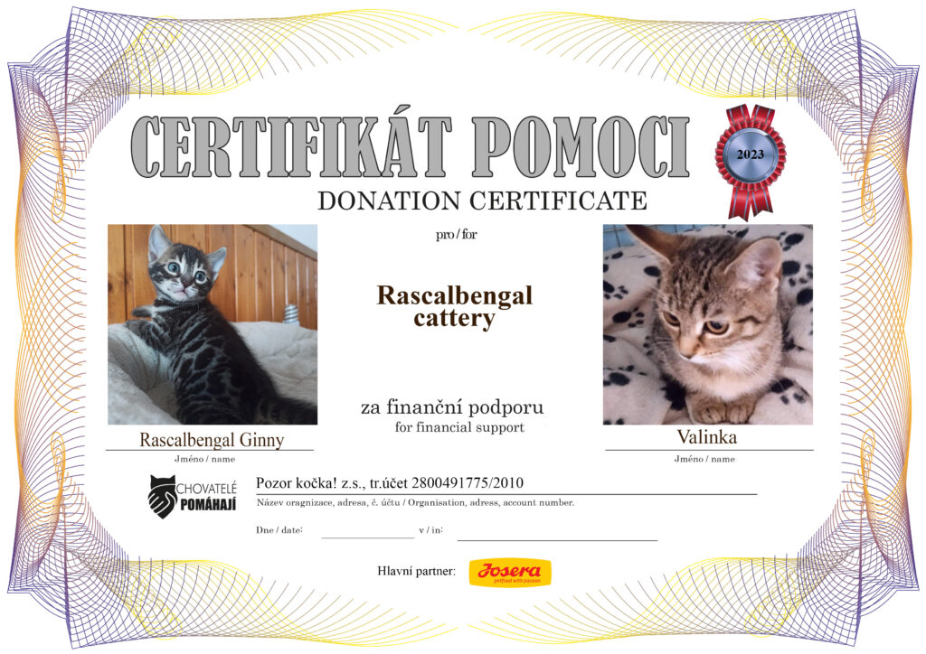 Rascalbengal Ginny – Vanilka