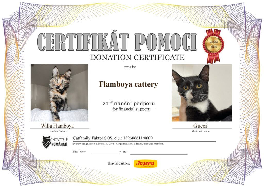 Flamboya Willa – Gucci